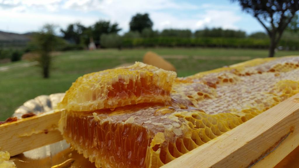 I Sicomori - Seme Di Carota - Glamping E Appartamenti Con Piscina A Saturnia Dış mekan fotoğraf